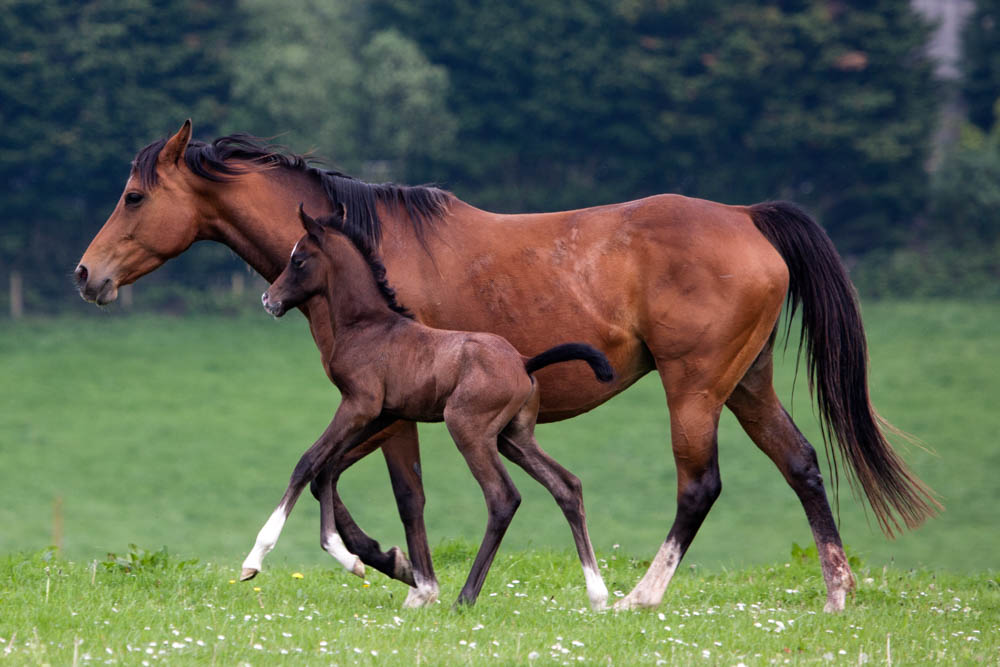 Perseus and mum.