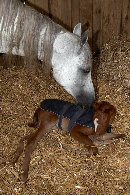 Celeste and just born Cornelius.