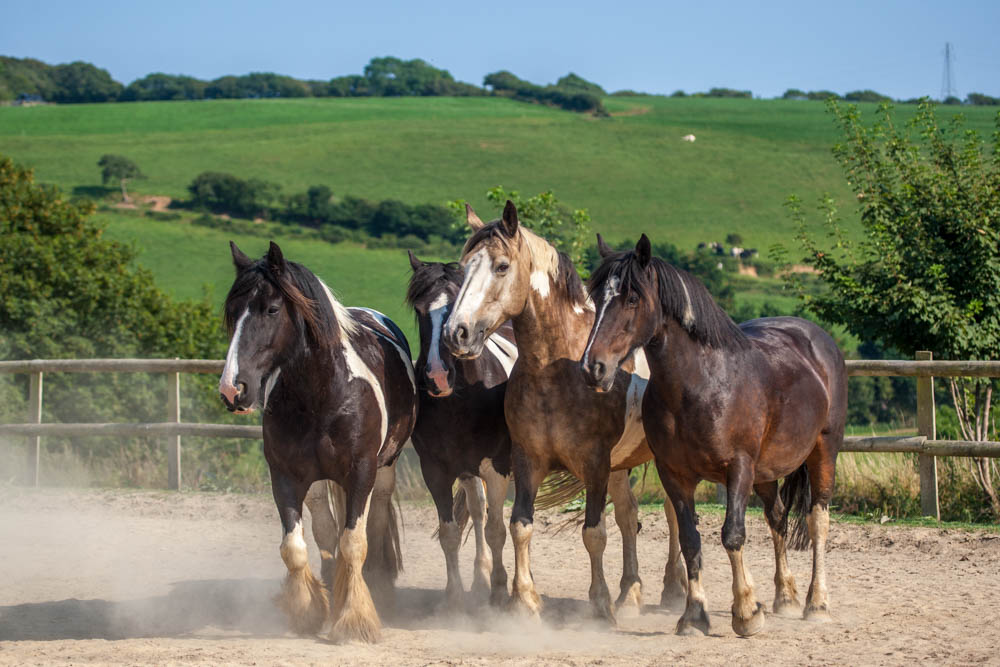 Domino, Daisy, Bracken and Orbit.