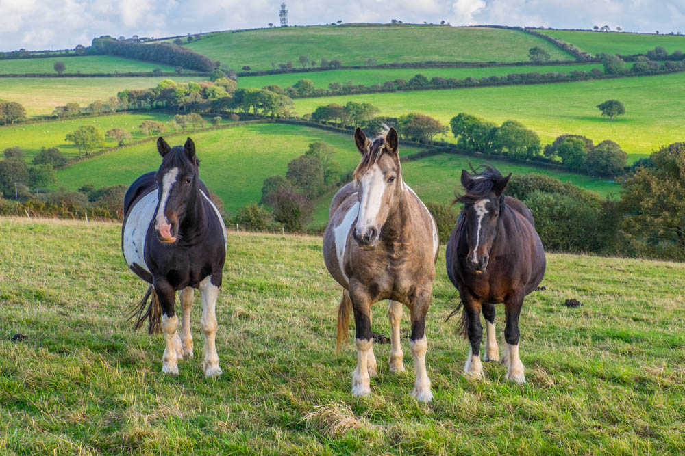 Daisy, Bracken and Orbit.