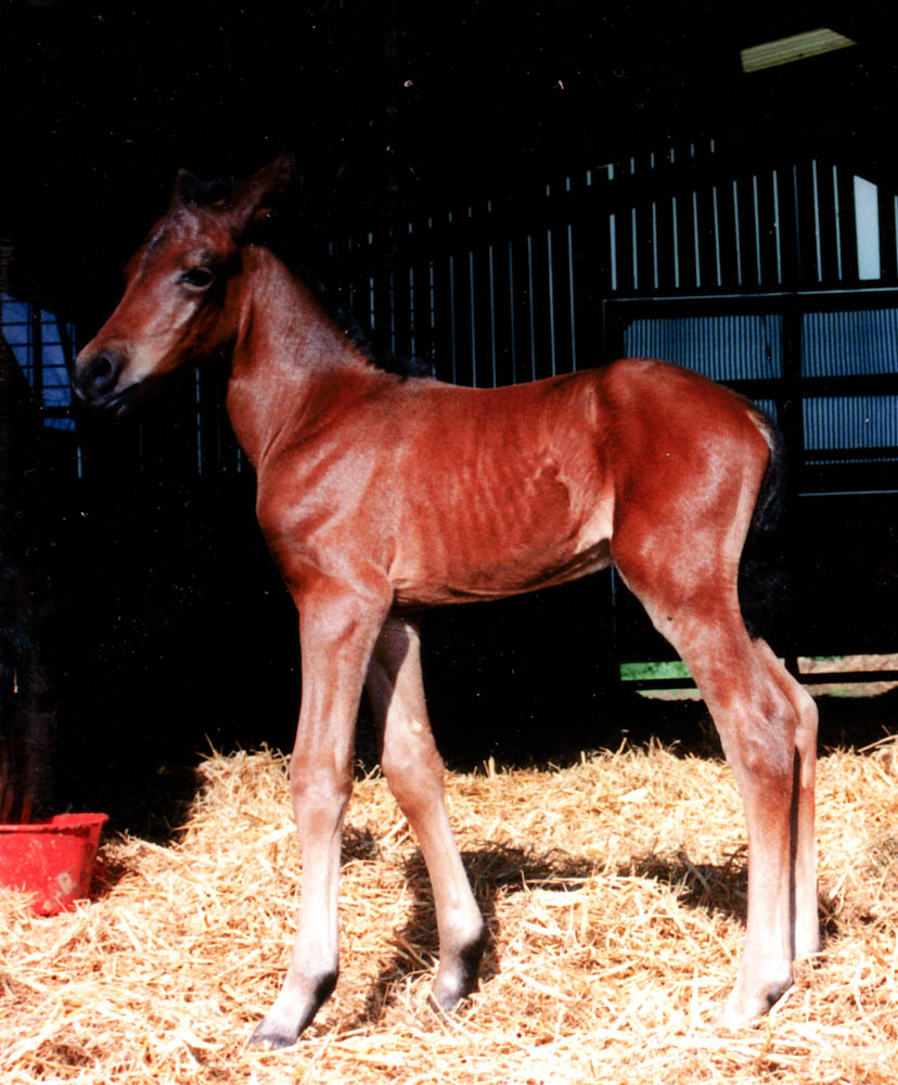 A very young Lightning.