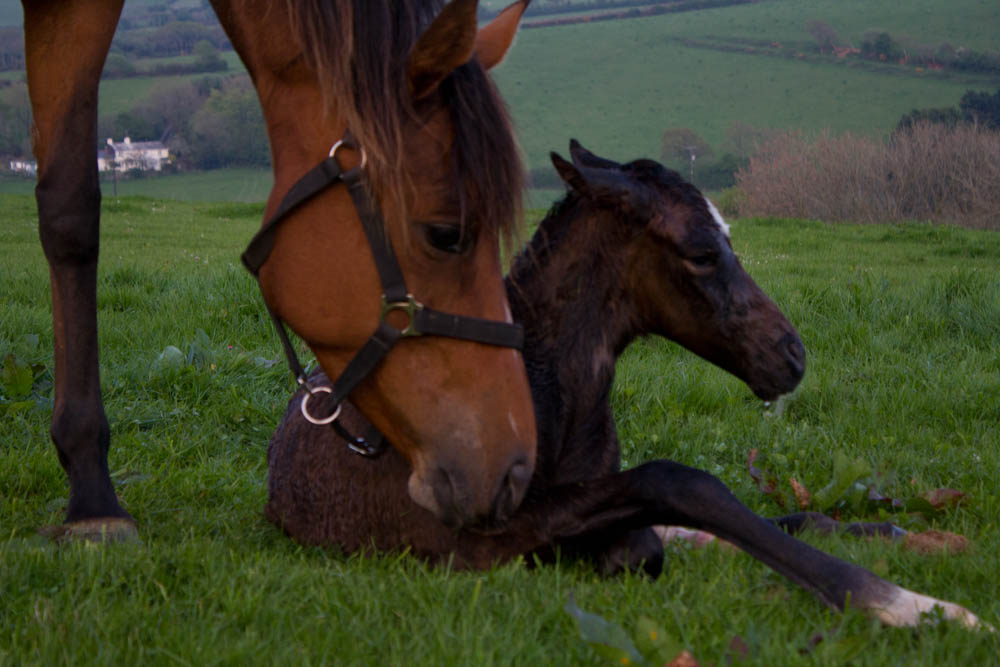 Perseus, a few minutes old.