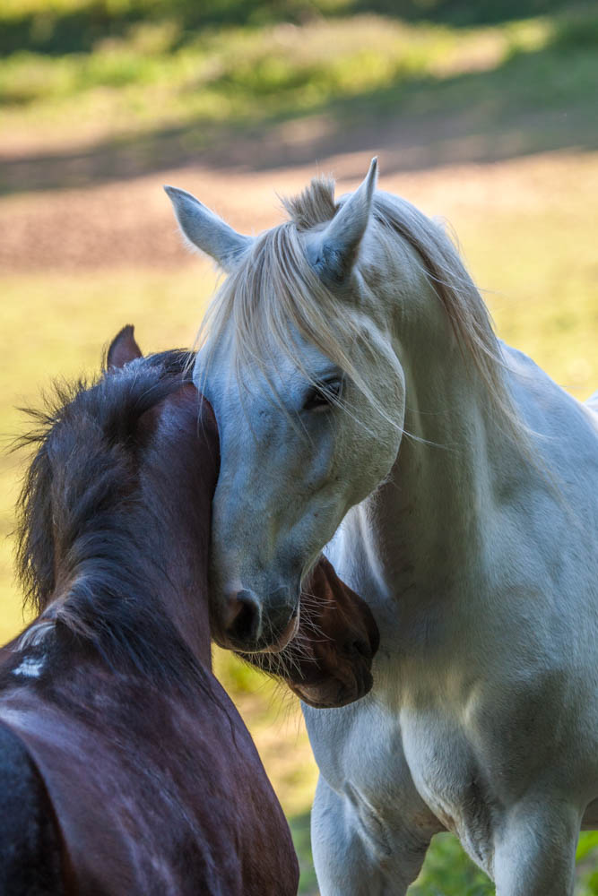 Rainbow and his half brother Lightning.