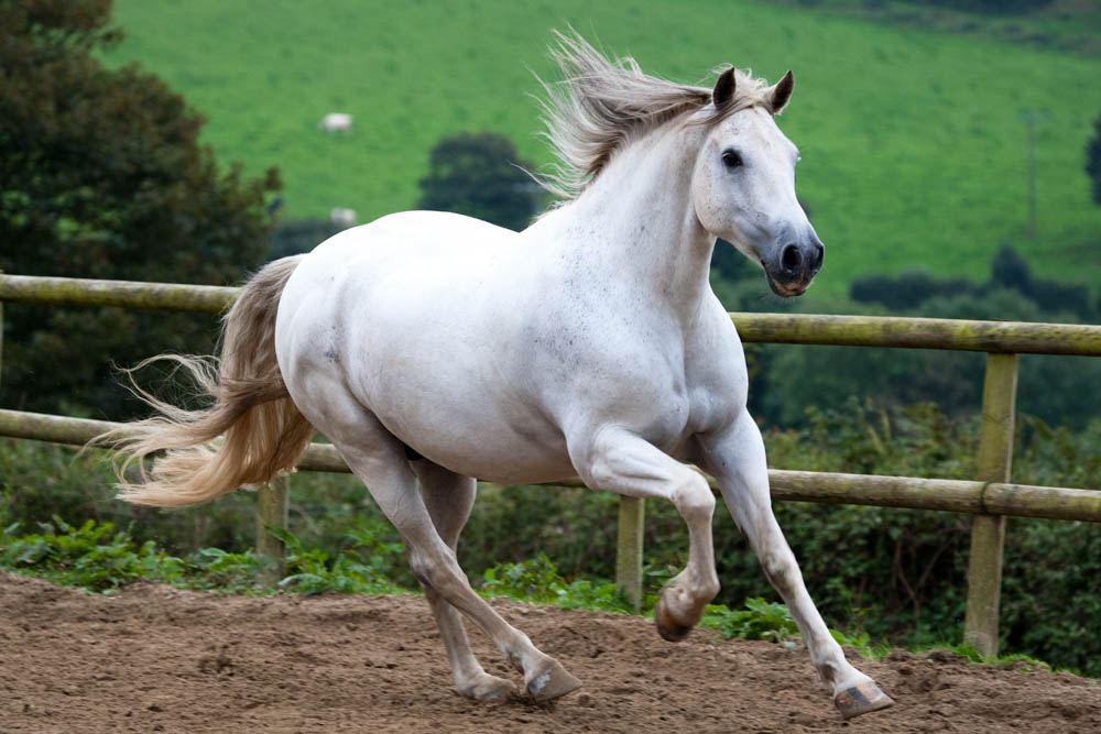 Freeschooling Rainbow.