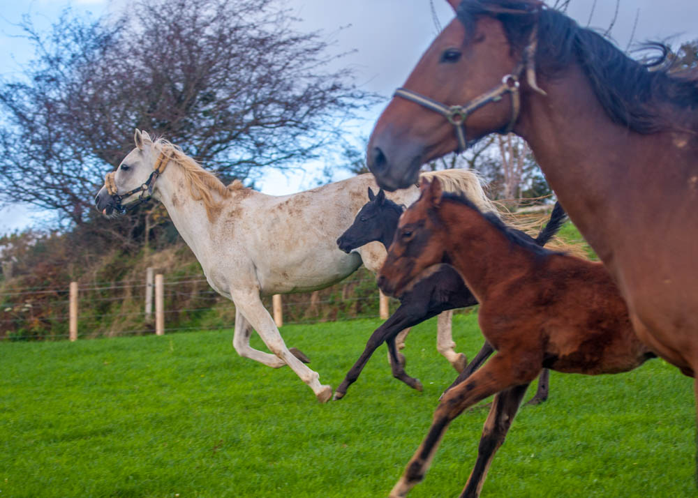 Caspian and George running free with their mums.