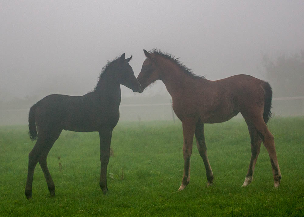 Caspian and George.