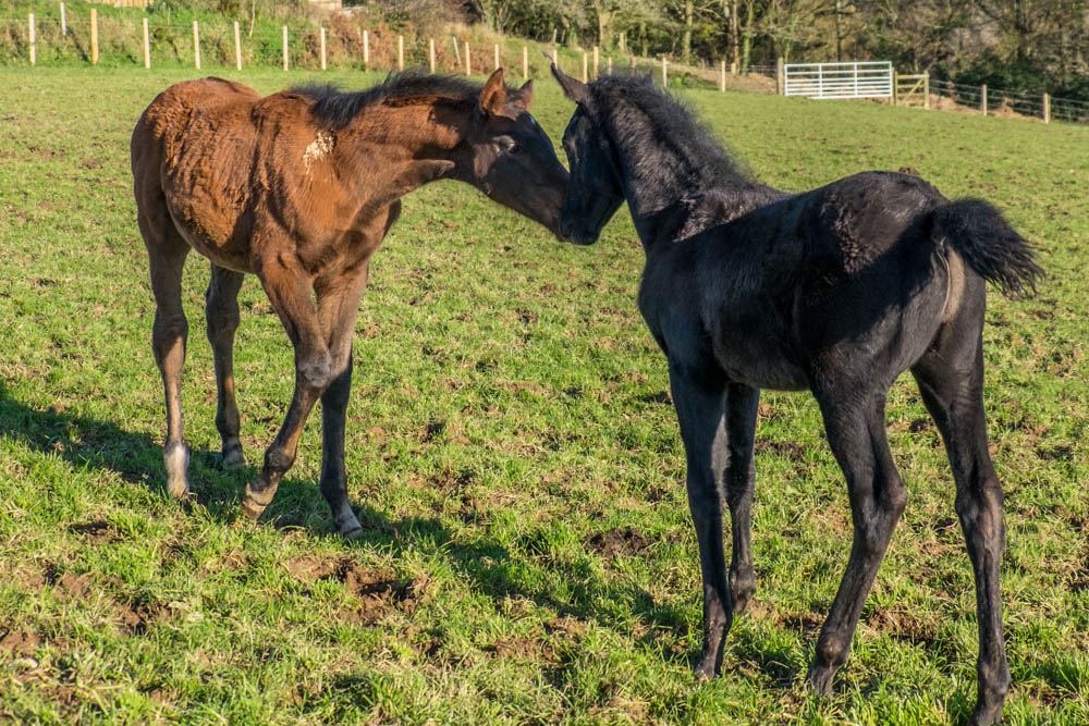 Caspian and George.